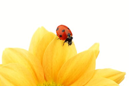 ladybug on yellow flower isolated white backgroundの写真素材