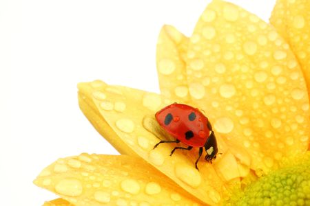 ladybug on yellow flower isolated white backgroundの写真素材