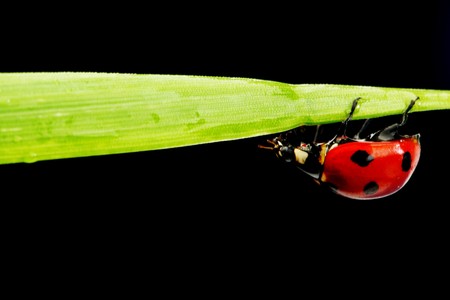 ladybug on grass isolated black background