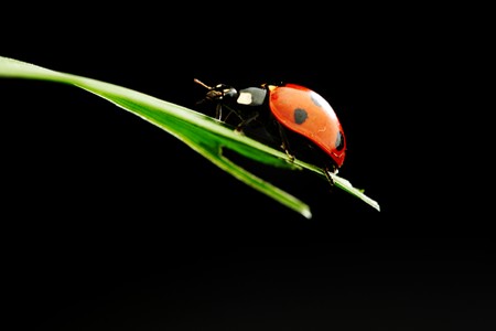 ladybug on grass isolated black backgroundの写真素材
