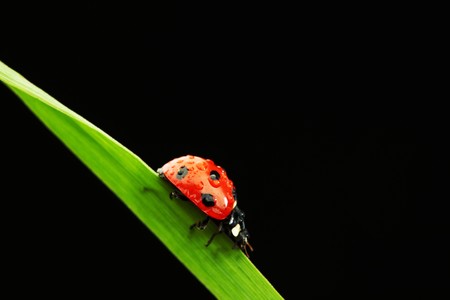 ladybug on grass isolated black backgroundの写真素材