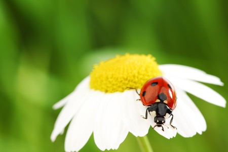 ladybug on camomile green grass backgroundの写真素材