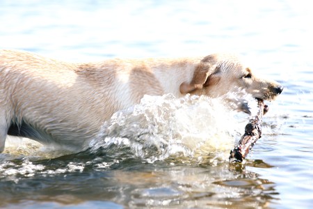happy dog play in the waterの写真素材