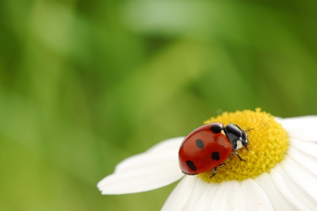 ladybug on camomile green grass backgroundの写真素材