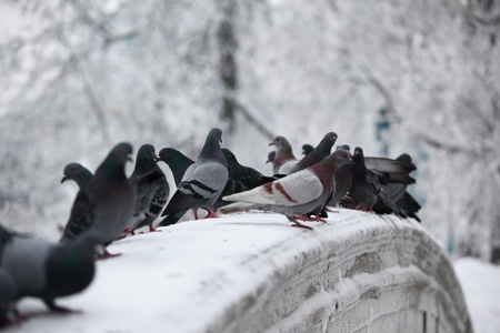 pigeons on winter snow background