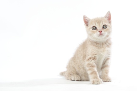 cat isolated on white backgroundの写真素材