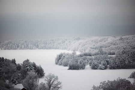 winter trees on snow white backgroundの写真素材