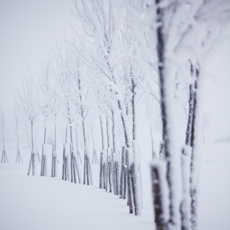 winter trees on snow white backgroundの写真素材