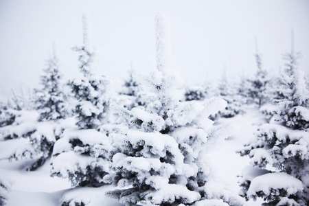 winter trees on snow white backgroundの写真素材