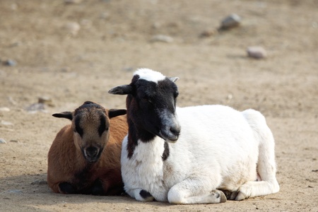 close up sheep in zoo