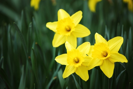 yellow narcissus in green grassの写真素材