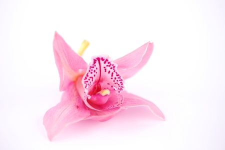 orchid isolated on white backgroundの写真素材