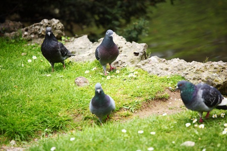pigeon in the green grassの写真素材