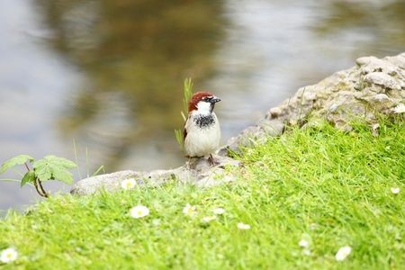 pigeon in the green grassの写真素材