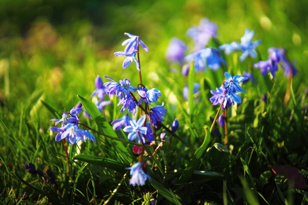  spring flower close up macro