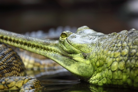 gavial crocodile close up macroの写真素材