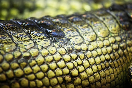 gavial crocodile close up macroの写真素材