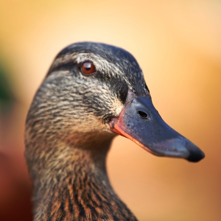 duck in zoo macro close upの写真素材