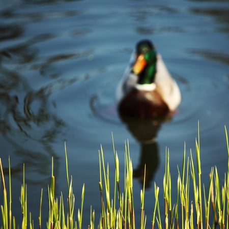 duck in zoo macro close upの写真素材