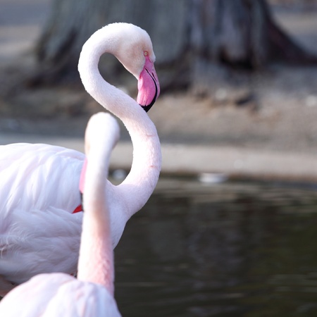 pink flamingo in zoo close upの写真素材