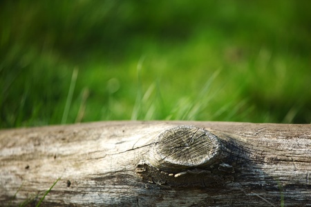 wood in grass nature backgroundの写真素材