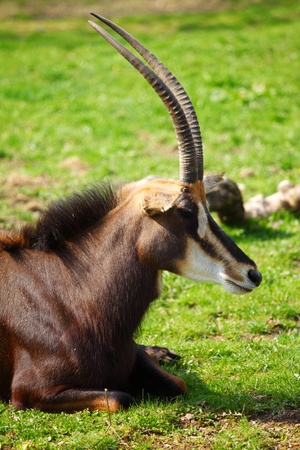 goat in wild close up