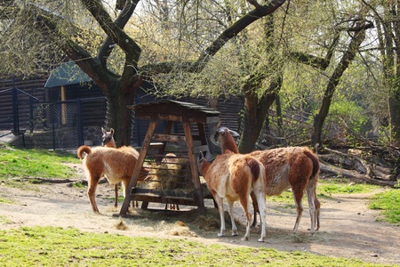goat in wild close upの写真素材