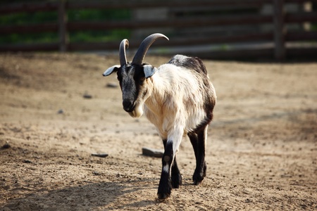 goat in wild close upの写真素材