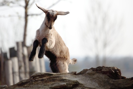 goat in wild close upの写真素材
