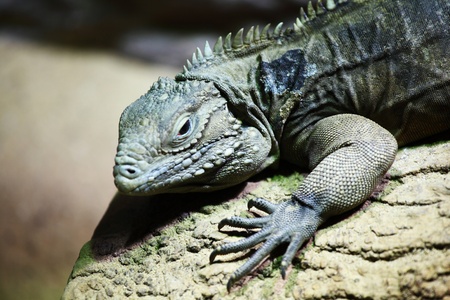 close up lizard in zooの写真素材