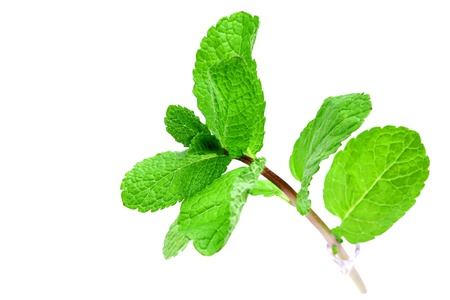mint isolated on white backgroundの写真素材