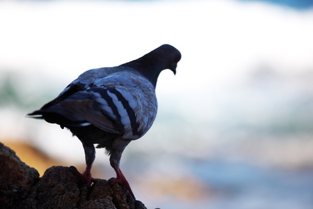 alone pigeon  on nature backgroundの写真素材
