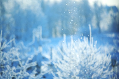  pine forest in snowの写真素材