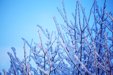  pine forest in snowの写真素材