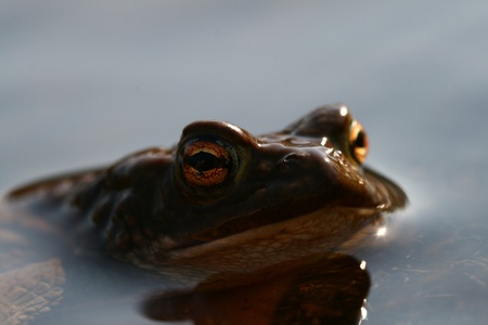 brown funny toad in water の写真素材