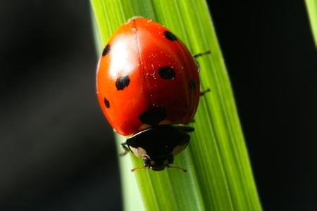 ladybug on grass black backgroundの写真素材