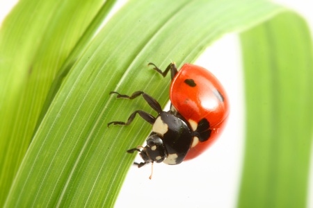 red ladybug on green grass isolatedの写真素材