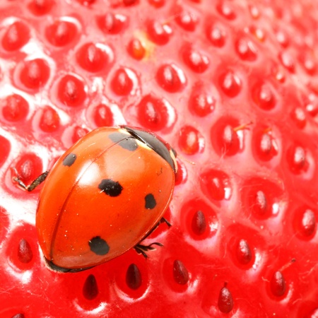 strawberry ladybug gourmet macro close upの写真素材