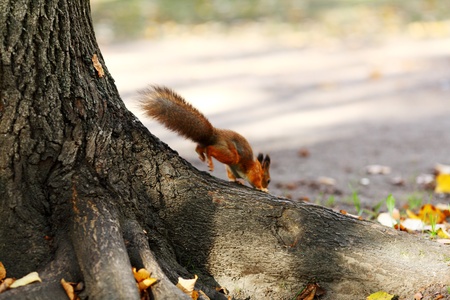 squirrel jumps in the autumn forestの写真素材
