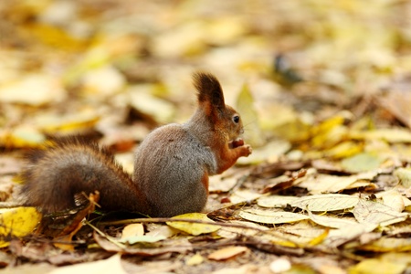 squirrel in autumn forest macro close upの写真素材