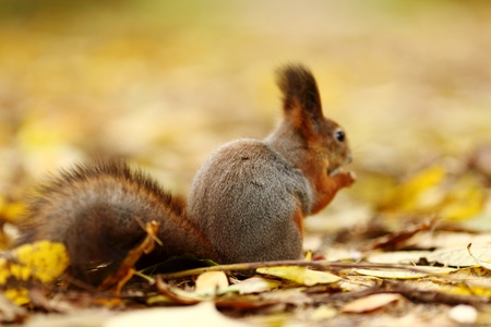squirrel in autumn forest macro close upの写真素材