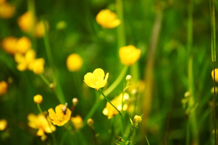 buttercup on green grass fieldの写真素材