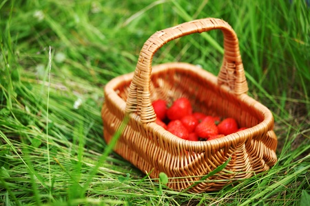 sweet strawberry in woman handsの写真素材