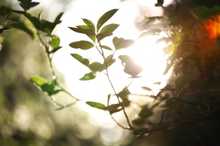 green leaves sun is shineの写真素材