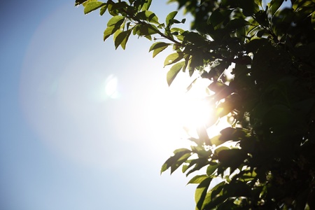 green leaves sun is shineの写真素材