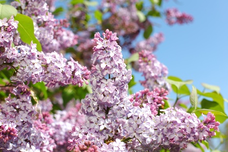 pink lilac background macro close upの写真素材