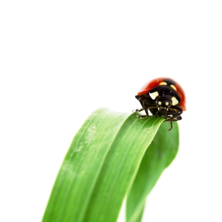 ladybug on grass isolated on white backgroundの写真素材