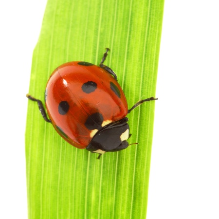 ladybug on grass isolated on white backgroundの写真素材