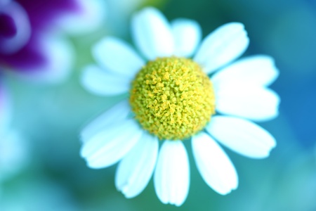 chamomiles on blue macro close upの写真素材