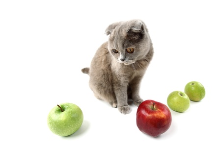 cat find apples isolated on whiteの写真素材